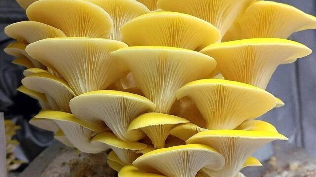 Yellow-oyster