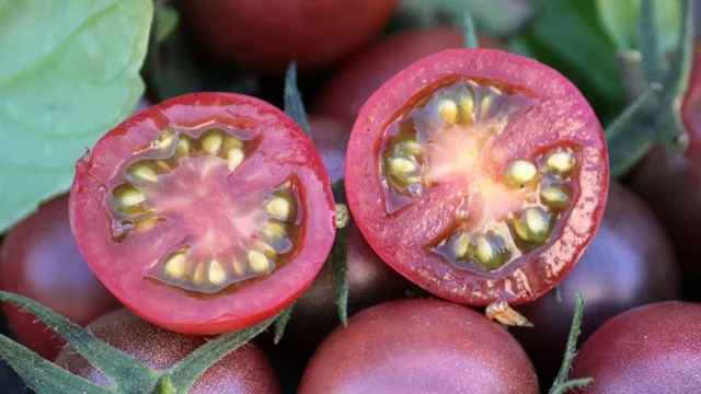 tomato-black-cherry-s380_b9db41e5-756a-4681-b7a1-0055001086bc_2048x