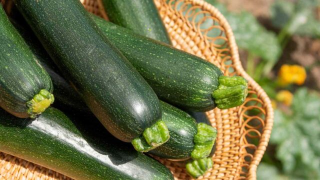 zucchini01